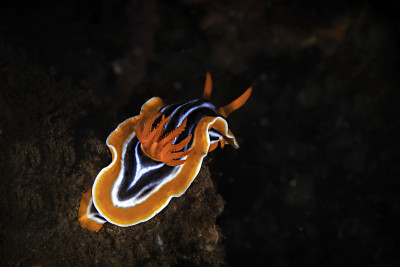 Chromodoris magnifica, Nudibranch