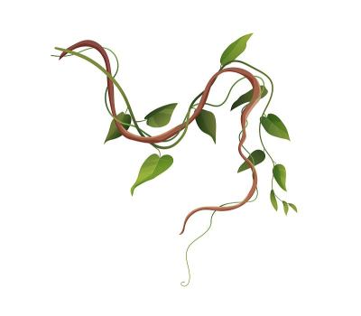 Liana or vine winding branches cartoon vector illu