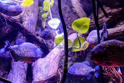 水族馆里满是美丽的热带鱼
