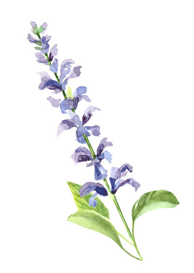 水彩手绘鼠尾草枝花。