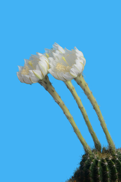 盛开的白色仙人掌花在蓝色的背景