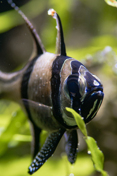 红衣主教的骄傲(Pterapogon kauderni)