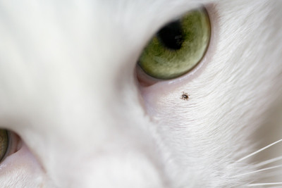 蜱虫在猫身上爬