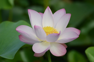 莲花