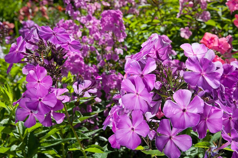 紫色的夹竹桃花近距离观赏花园