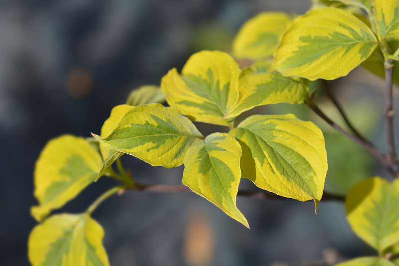 开花山茱萸彩虹