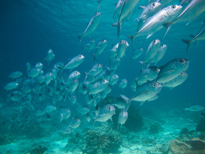 一大群jackfish