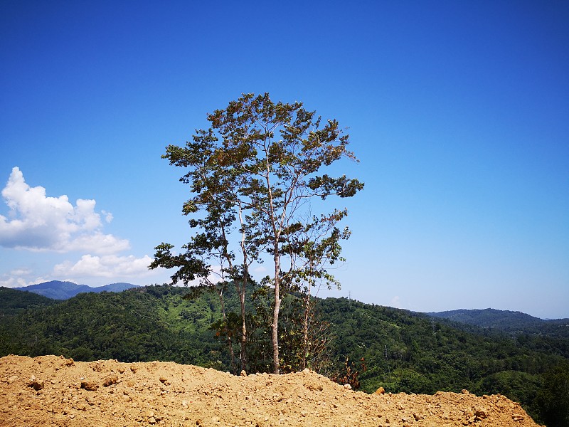 一棵孤零零的树矗立在哥打基纳巴卢槟邦的高地上。沙巴。