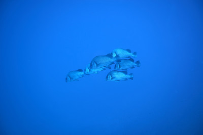 水下