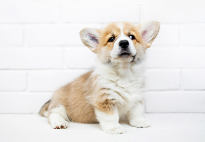 可爱的威尔士柯基犬彭布罗克在白色的背景上。漂亮的小狗狗抬头看