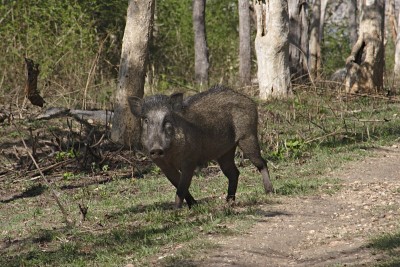 野猪或野猪(Sus scrofa)是生物学家猪科的一种杂食性群居哺乳动物。