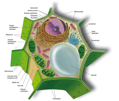 细胞生物学