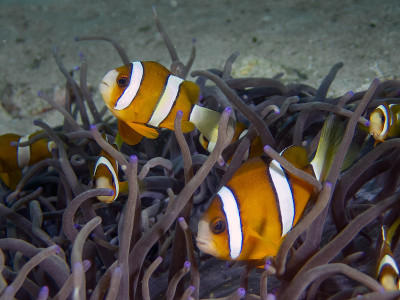 克拉克斯 Anemonefish (Amphiprion clarckii) 在菲律宾马拉帕斯卡