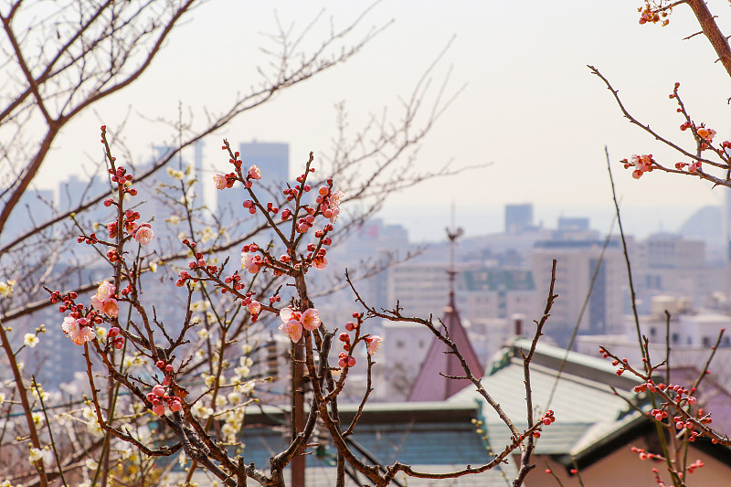 北野的城市景观与梅花在神户