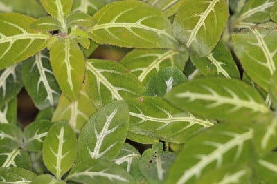 花园里的猴子植物的名字