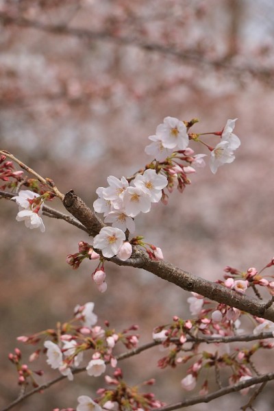 樱花