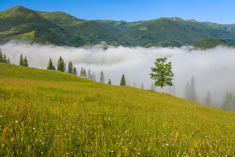 看到有雾和野花的山景