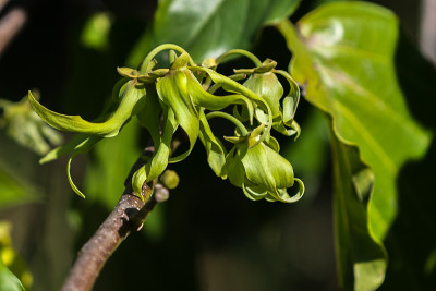 Ylang-Ylang