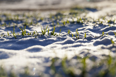 小冬小麦在冬季的大雪季节