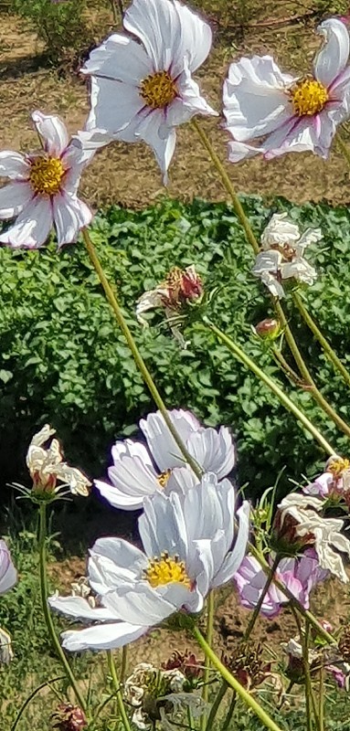 宇宙的花