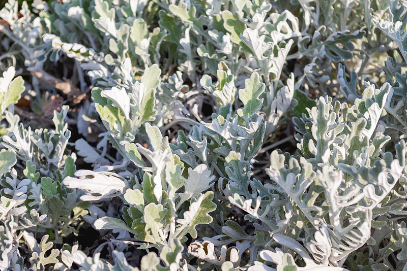 微距照片银豚草(以前被称为Senecio cineraria或Jacobaea maritima)。