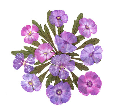 按夹竹桃贴花