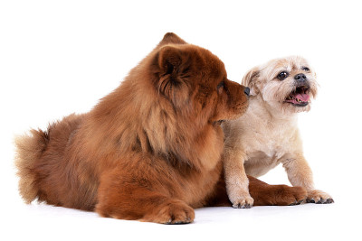 这是一只可爱的哈瓦那犬和一只松狮犬的照片