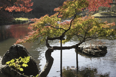 池塘和树叶