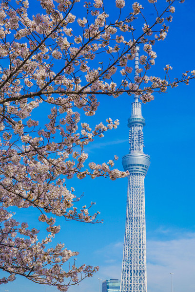 樱花和东京天空树