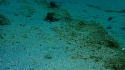 海下灰濑鱼(灰濑鱼)，爱琴海，希腊，哈尔基迪基