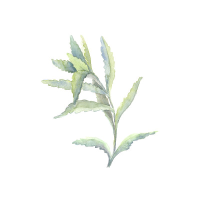 明亮的水彩叶子孤立的白色背景