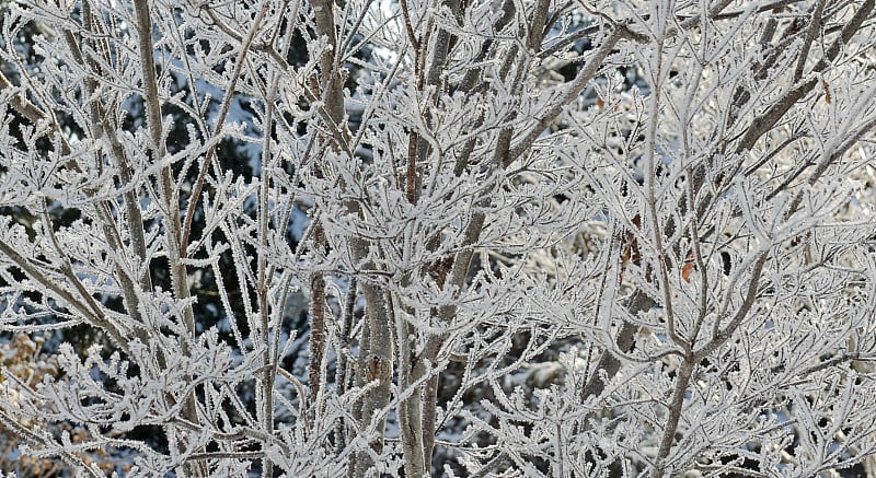 冰雪覆盖的树枝——印第安纳州霍华德县