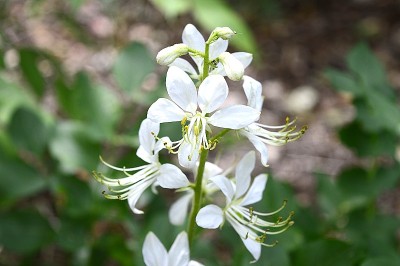 白花的白花黄花