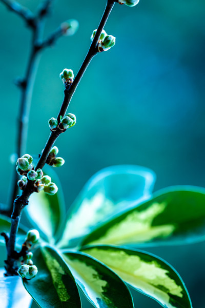 一个带芽的树枝的微距摄影的抽象构图