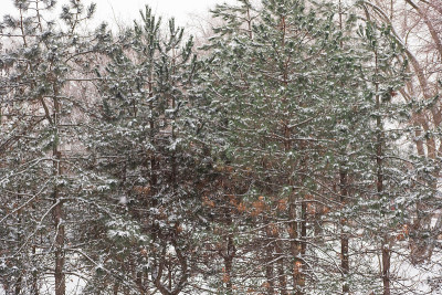 松树在冬天，雪天
