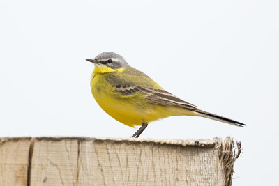 黄鹡鸰（Motacilla flava）