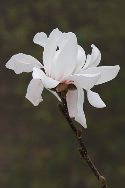 明星玉兰花
