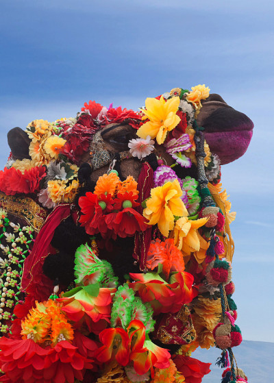 Beautiful decorated Camel at Bikaner camel fesriva