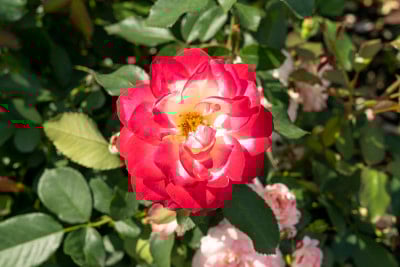 茶玫瑰丛，美丽的花朵特写
