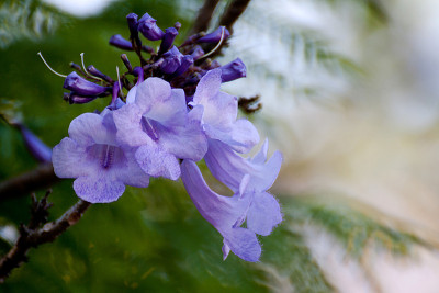 蓝花楹