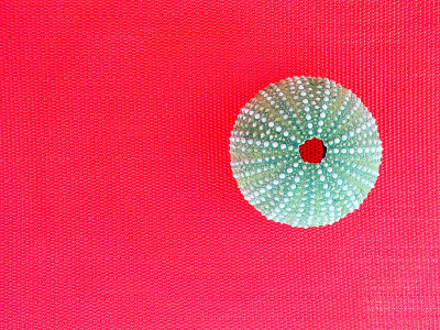 红色背景上的海胆