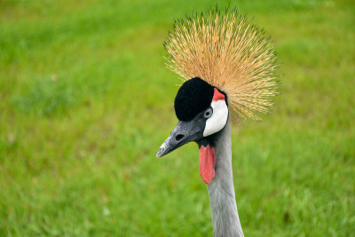灰冠鹤(Balearica regulorum)，特写，喙，冠，羽毛。