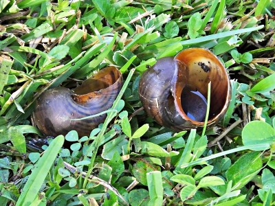 苹果蜗牛(壶螺科)两个壳在草与雨水