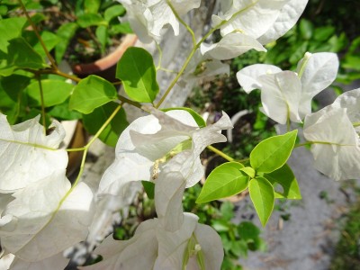 叶子花属