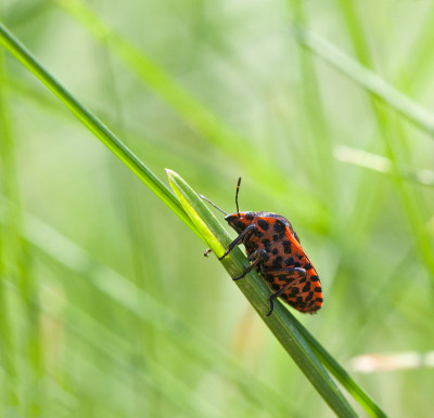 红盾bug宏