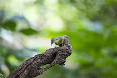 针条纹山雀Babbler