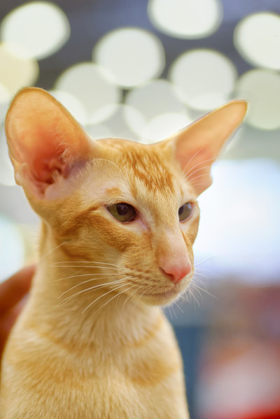 红东方小猫