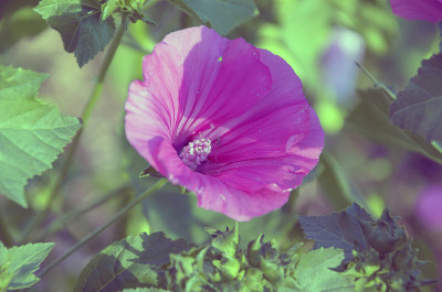 Lavatera
