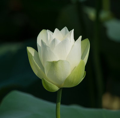 白色的莲花