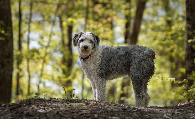 在树林中散步的古英国牧羊犬